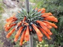 Leonotis Nepetifolia - 1 gram | 450 zaden
